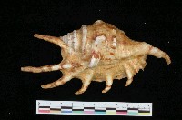 藏品(蜘蛛螺)的圖片